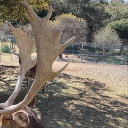 Tenemos un refugio de venados para un toque mágico - Habitharas - Viviendo en el Bosque - Puebla