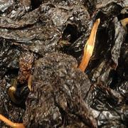 Chile Ancho Seco - Frescos de Excelencia Venta de Frutas y Verduras - Puebla