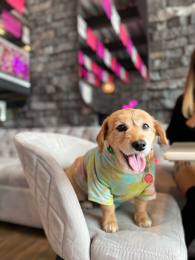 Somos Pet Friendly - Key Café - Kery Café - Cafetería Floral - Puebla