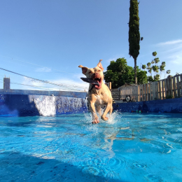 Wokis Park Dog Fit Center - Puebla