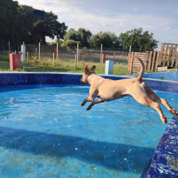 Wokis Park Dog Fit Center - Puebla