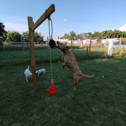 Wokis Park Dog Fit Center - Puebla