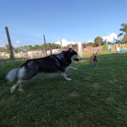 Wokis Park Dog Fit Center - Puebla