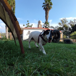 Wokis Park Dog Fit Center - Puebla