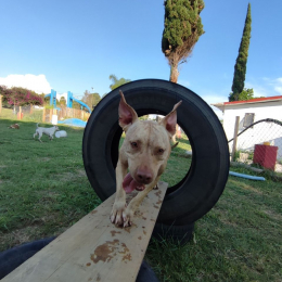 Wokis Park Dog Fit Center - Puebla