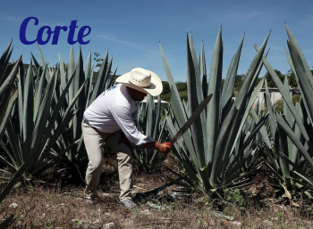 Mezcal Orgullo Poblano - Puebla