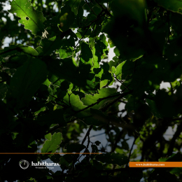 Habitharas - Viviendo en el Bosque - Puebla
