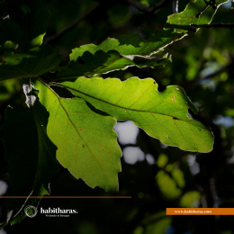 Habitharas - Viviendo en el Bosque - Puebla
