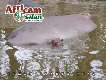 Africam Safari - Puebla