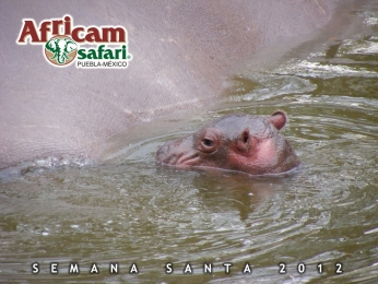 Africam Safari - Puebla