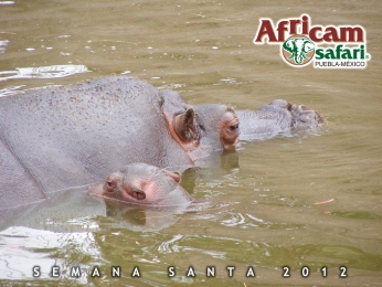 Africam Safari - Puebla