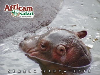 Africam Safari - Puebla