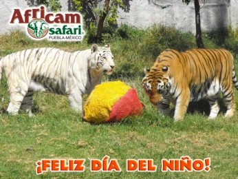 Africam Safari - Puebla