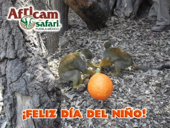 Africam Safari - Puebla