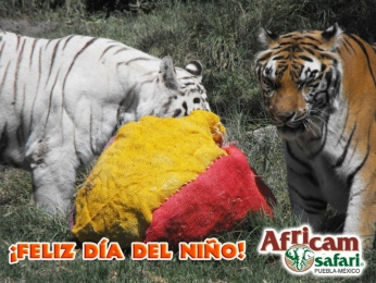 Africam Safari - Puebla