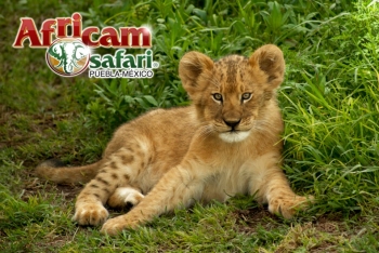 Africam Safari - Puebla
