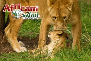 Africam Safari - Puebla