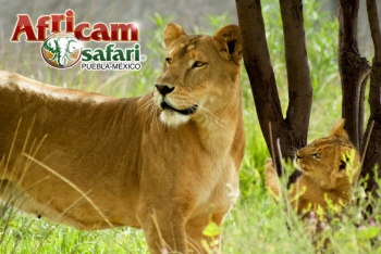 Africam Safari - Puebla