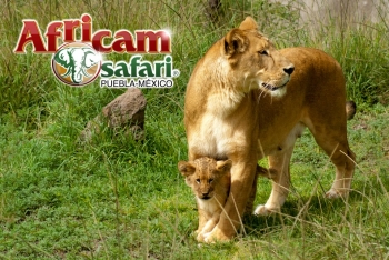Africam Safari - Puebla