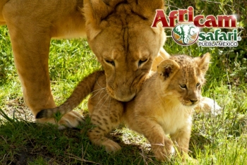 Africam Safari - Puebla