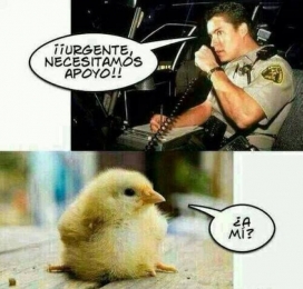 Un poco de gracia para que rían hoy - Pollo Feliz Puebla - Puebla